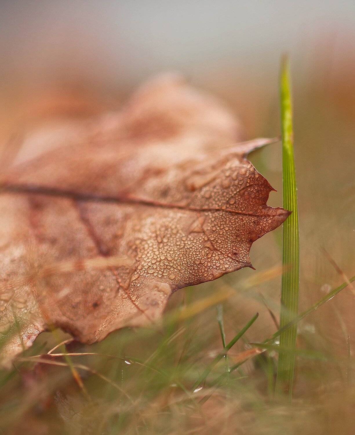Макро, Осень, Природа, Флора, Антонина
