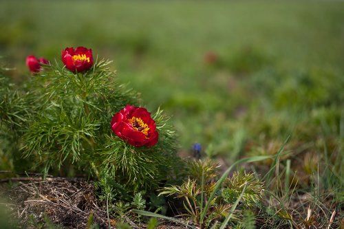 Пион тонколистный, или пион узколистный (Paeonia tenuifolia L.)