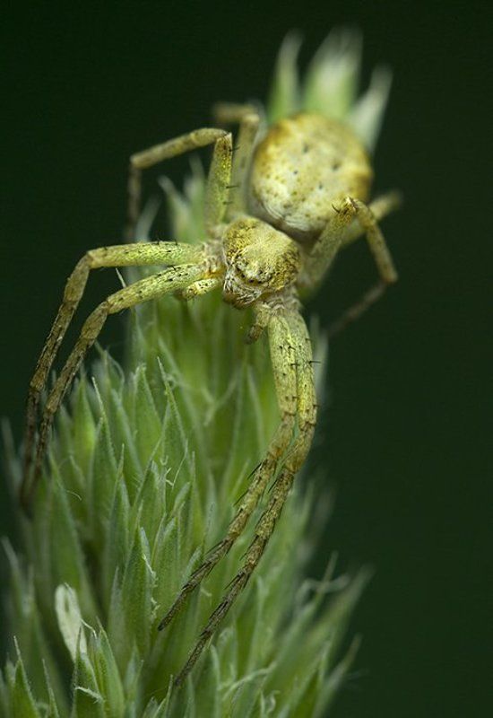Моя арахнофобия фото превью