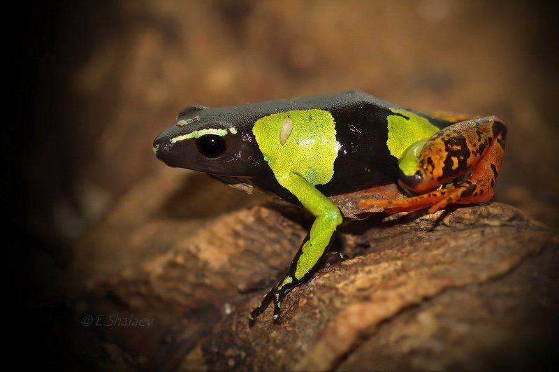 Madagascar poison frog ,Мантелла Барона - Mantella baroni фото превью
