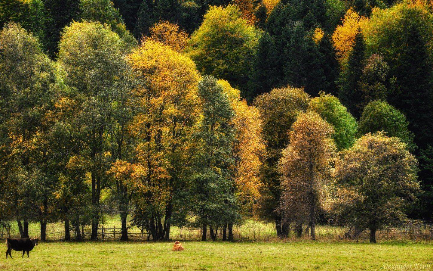 кавказ, кчр, Александр Круль