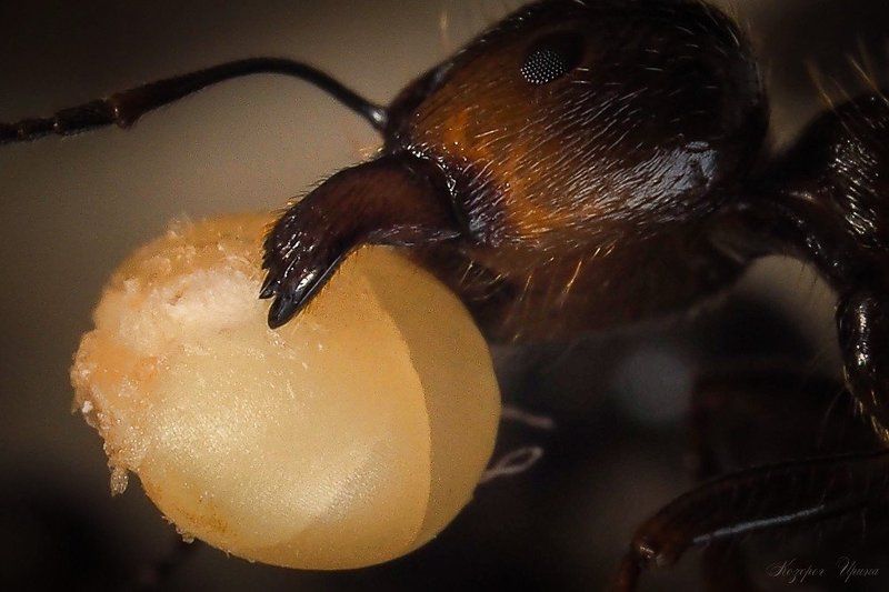 Склады в муравейнике фото превью