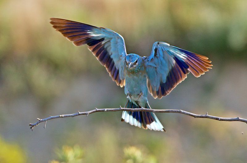 Сизоворонка фото превью