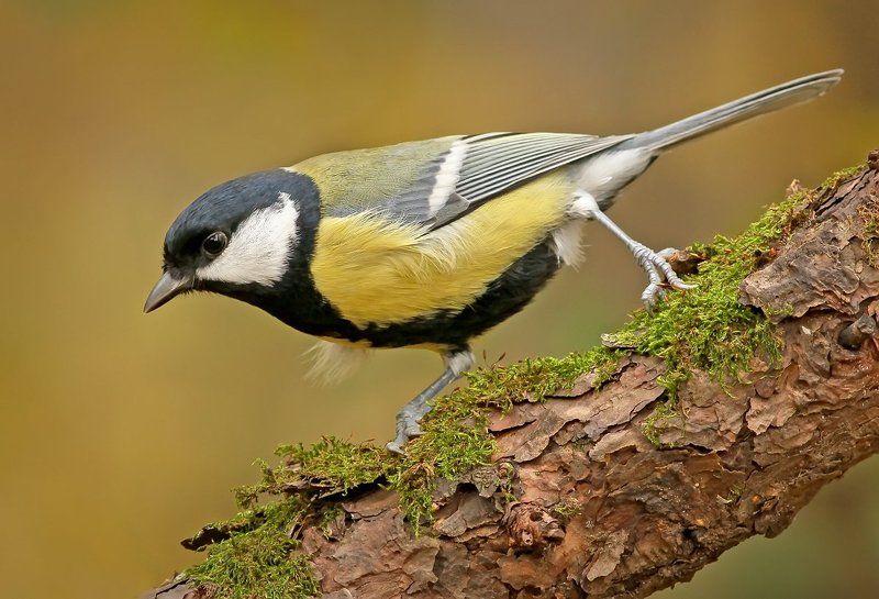 Синица. фото превью