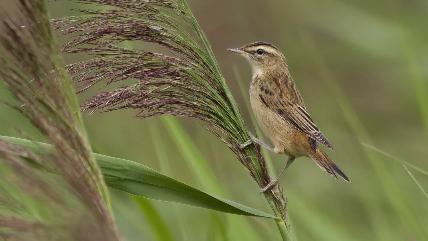 Камышевка барсучок, Ляпустин Юра