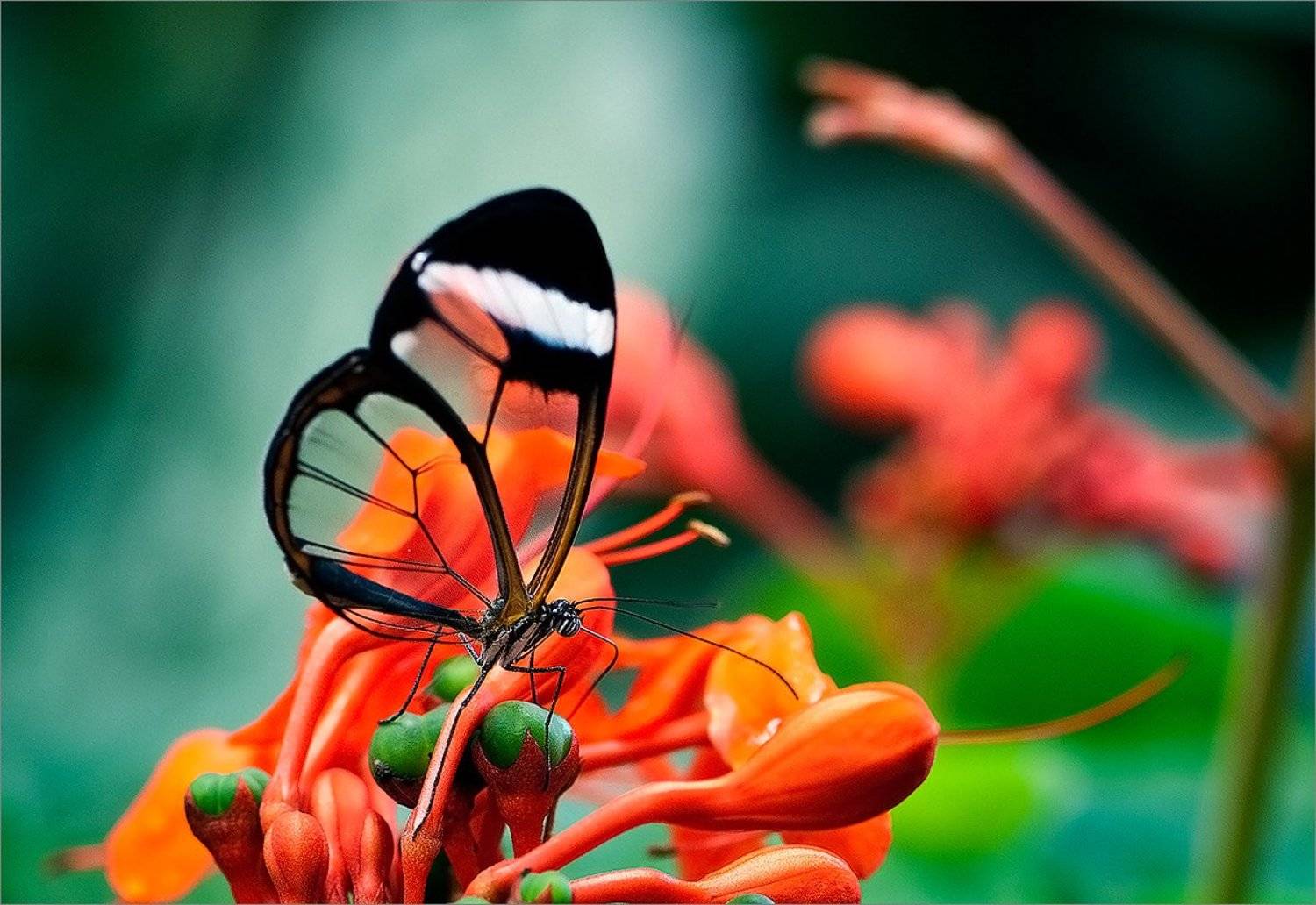 , Алексеевич