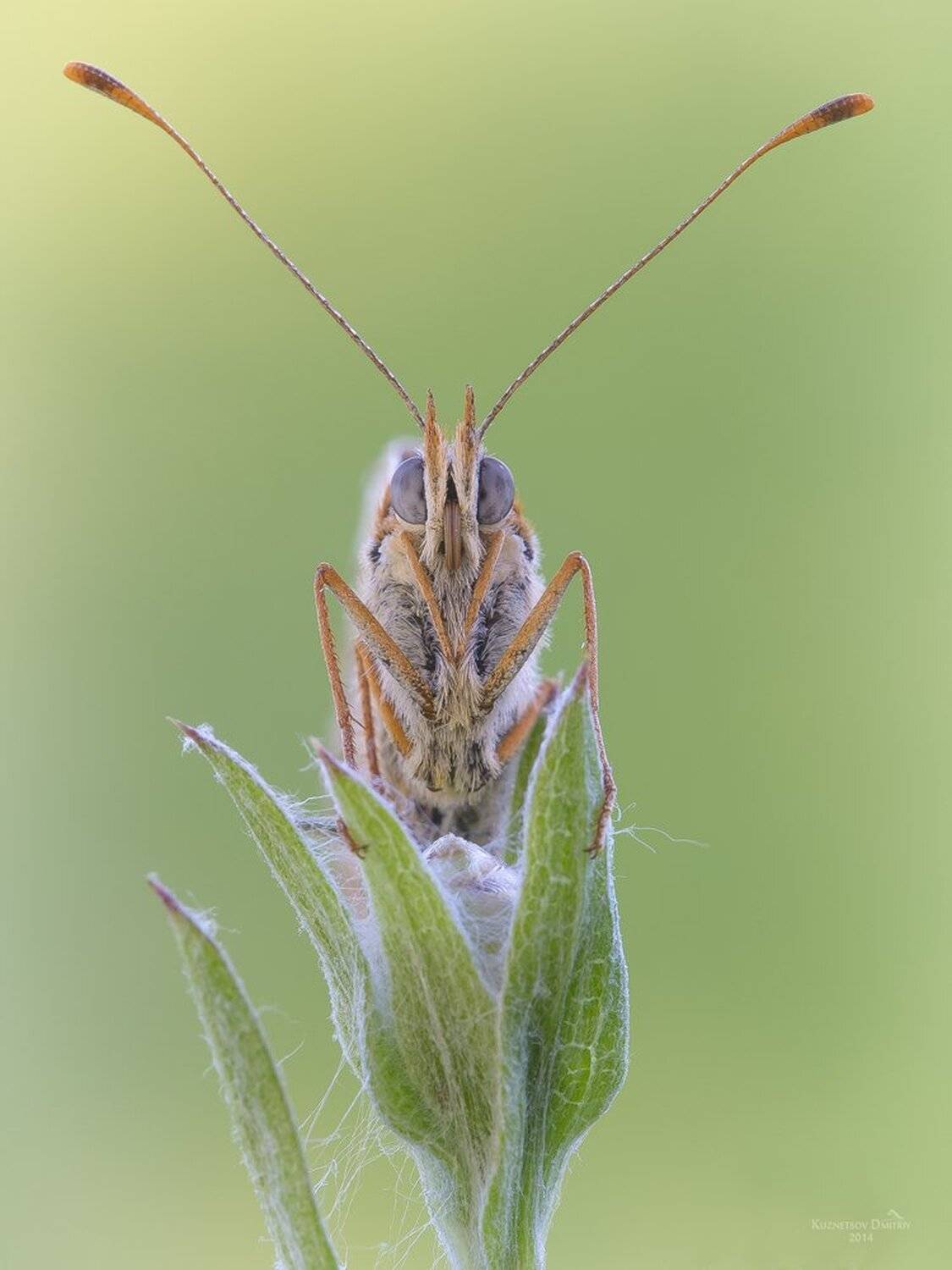 , Кузнецов Дмитрий