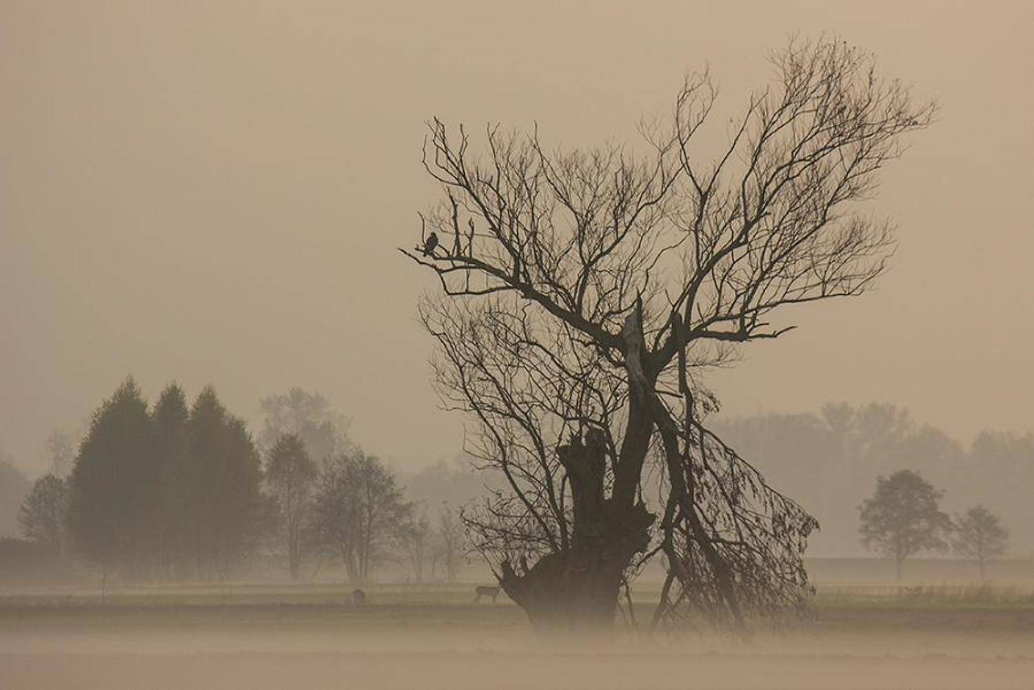 , Pawel Plucinski
