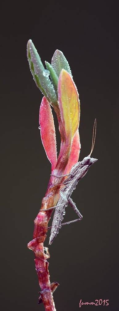 , Игорь ФУММ