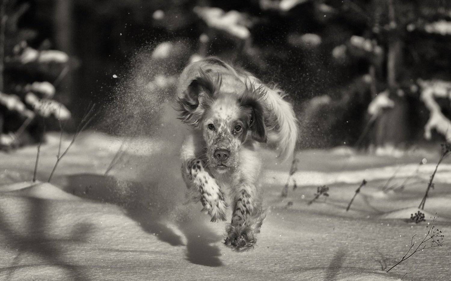 Английский сеттер, Движение, Зима, Прогулки с собакой, Саров, Снег, Собака в движении, Фотограф, Александр Чибиркин