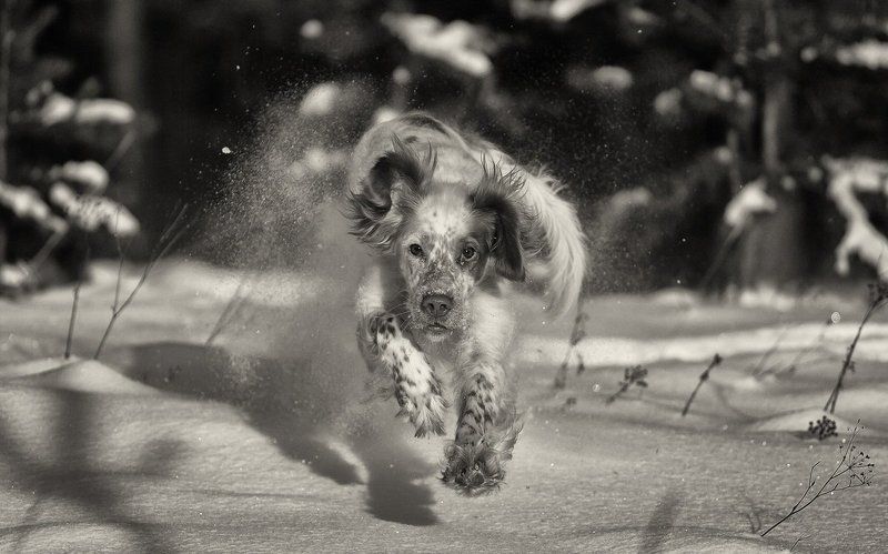 Английский сеттер, Движение, Зима, Прогулки с собакой, Саров, Снег, Собака в движении, Фотограф Зимние забавы фото превью