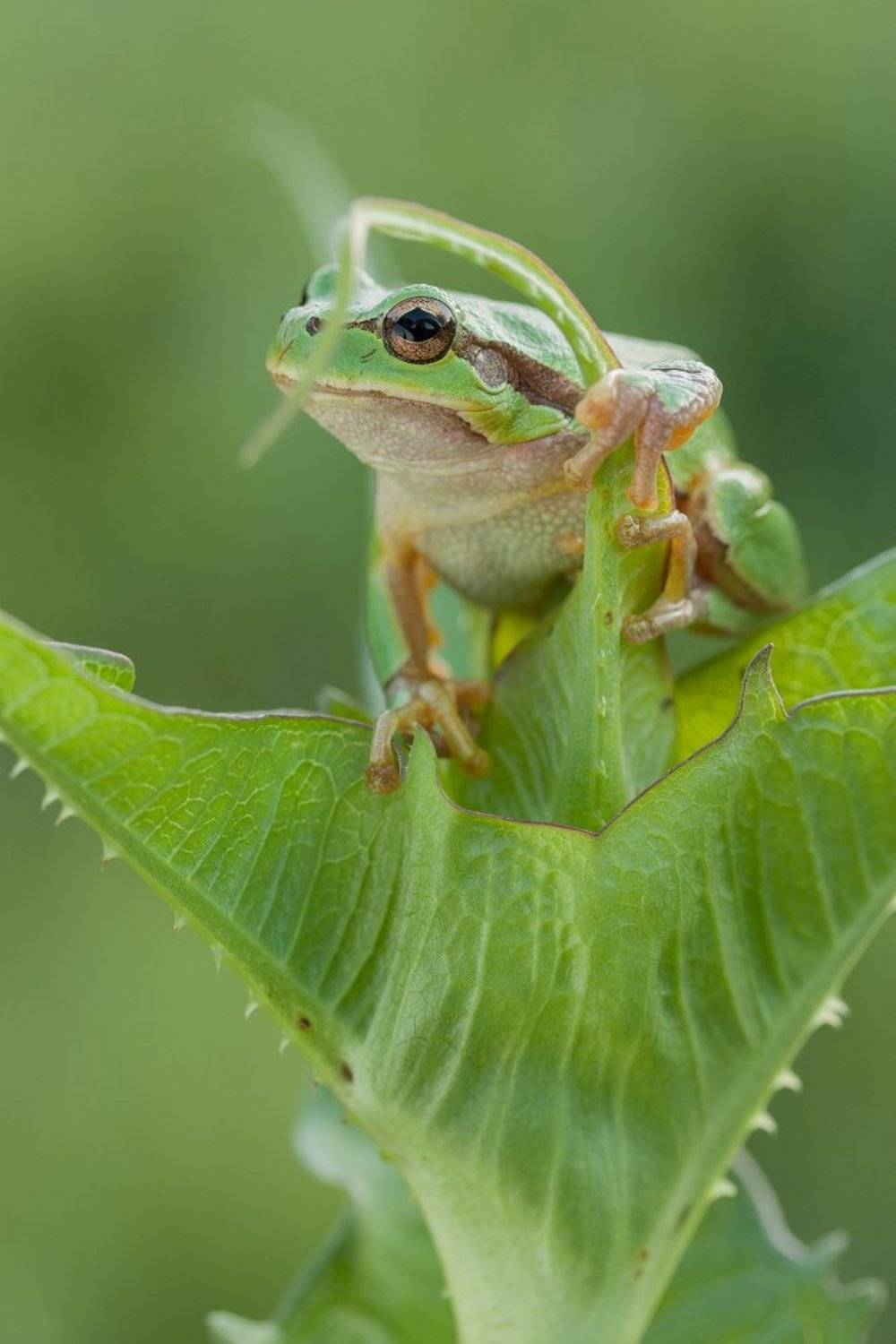 , Роман Рысь