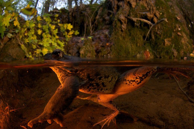 поговорим о лягушках! фото превью