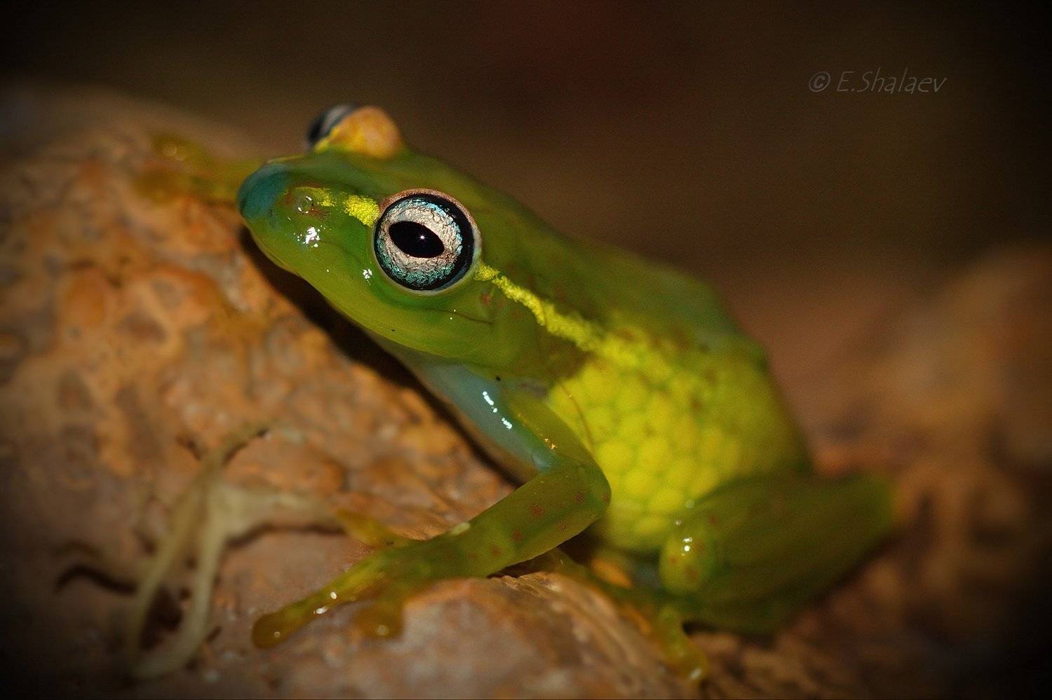 Boophis rappiodes, Central Bright-eyed Frog, Frog, Амфибии, Боофис, Веслоног, Красно-жёлтый веслоног, Лягушка, Евгений