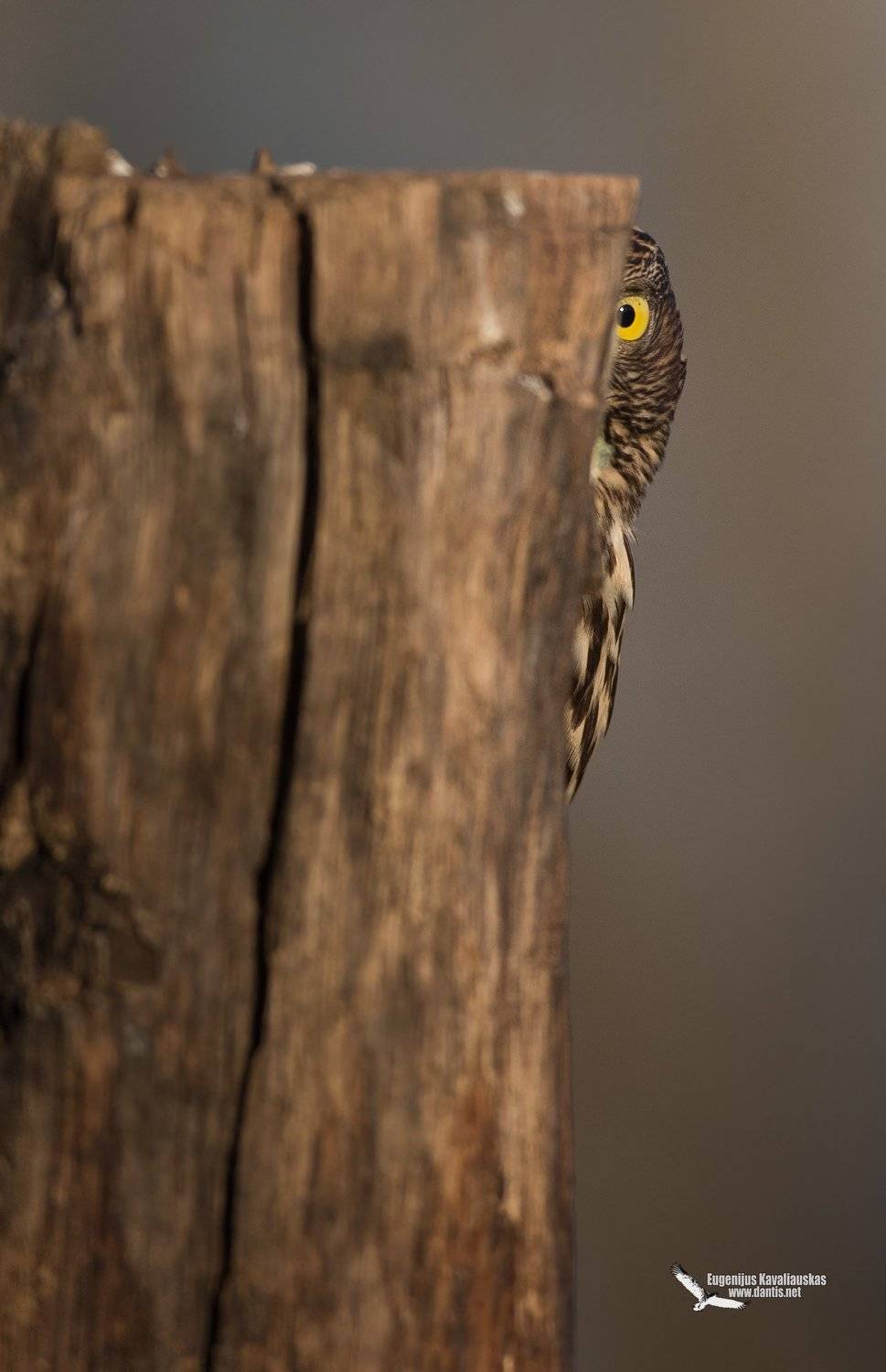 , Eugenijus Kavaliauskas