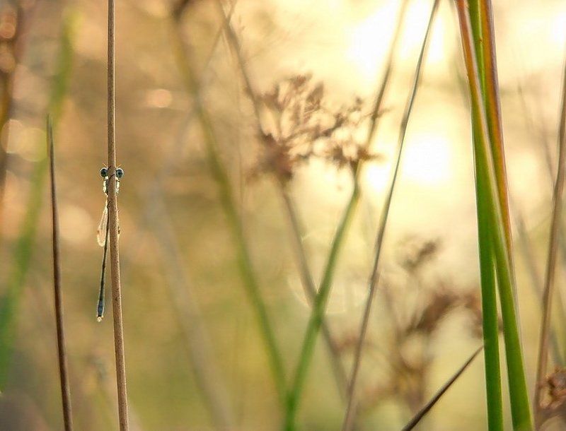 Еще несостоявшаяся модель фото превью