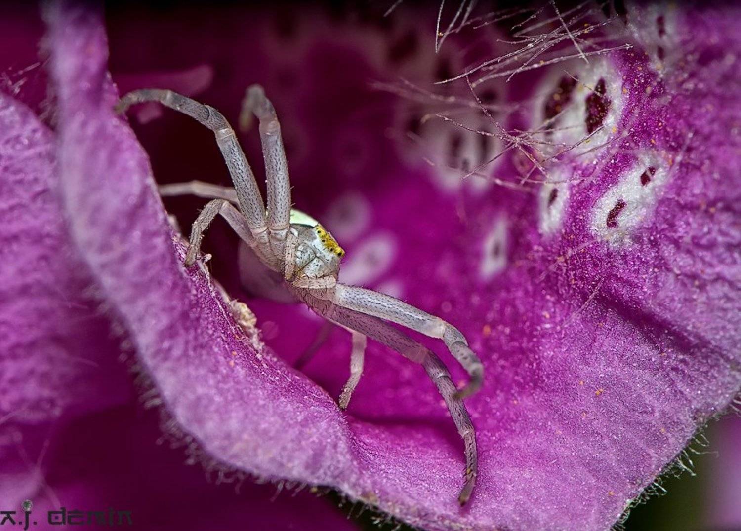 , Александр Демин