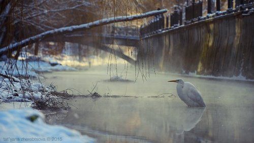 Зимнее утро