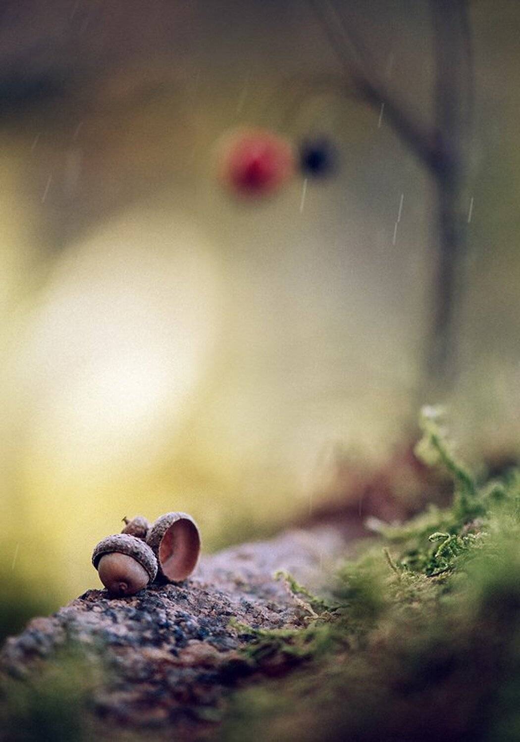 , Александр Чорный