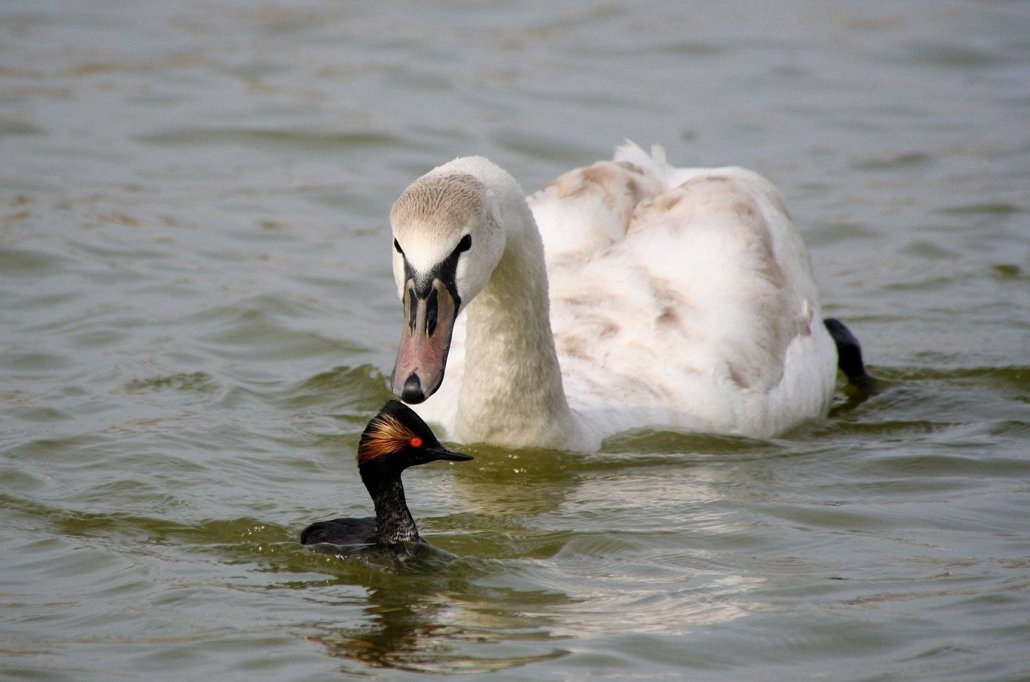 , Никифоров Егор