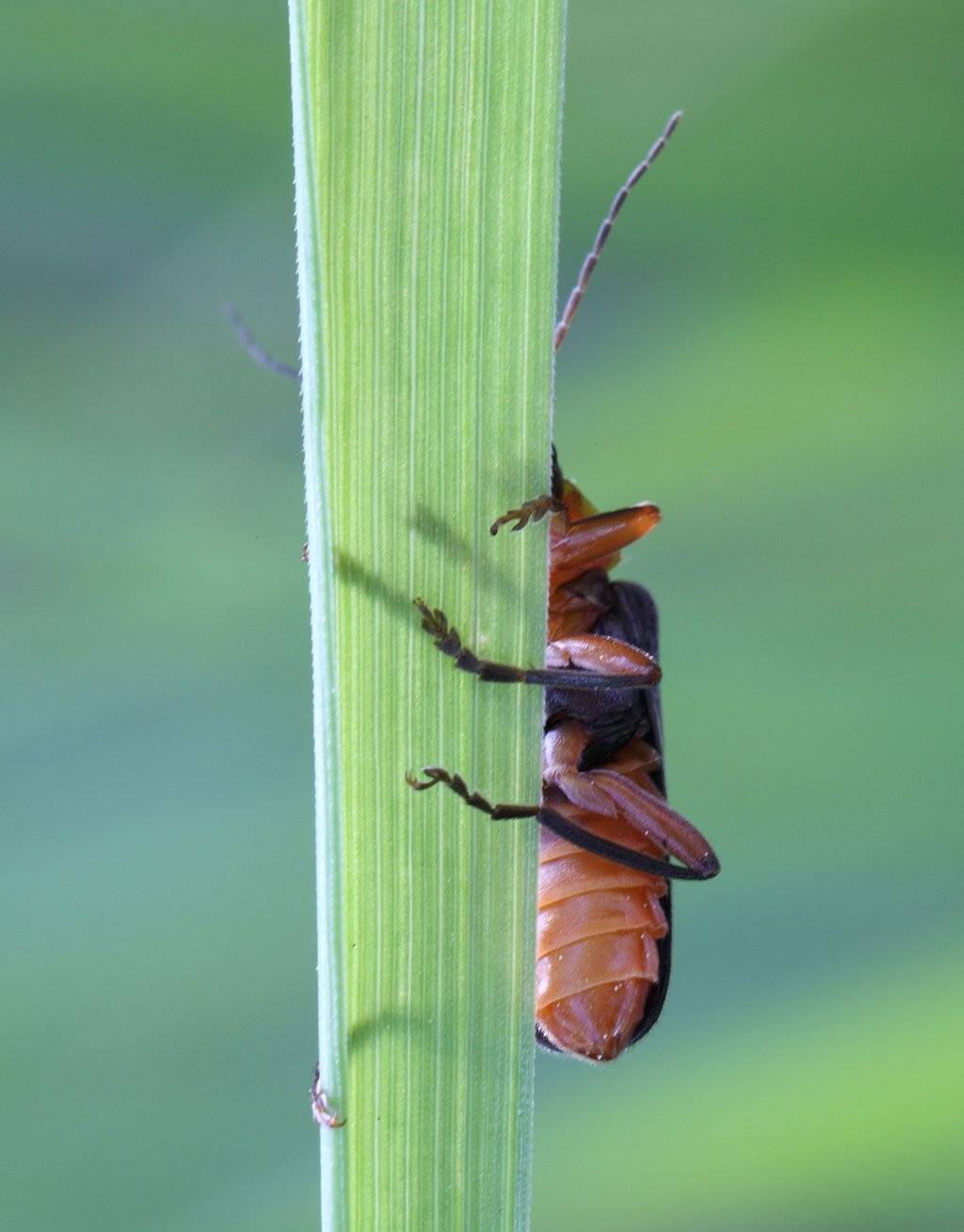 , Сергей Таланов
