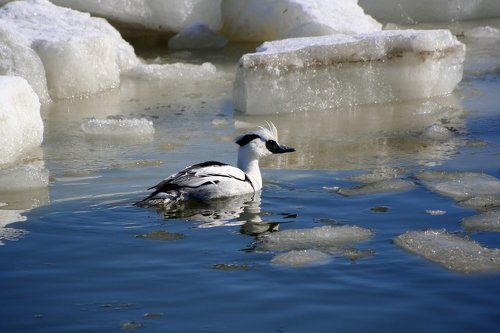 зимовка во льдах