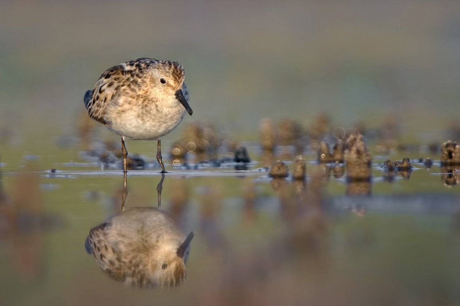 , Евгени Стефанов