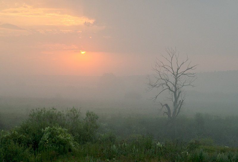 Дерево сухое тихо спит в тумане. Солнышко играет в прятки с облаками фото превью
