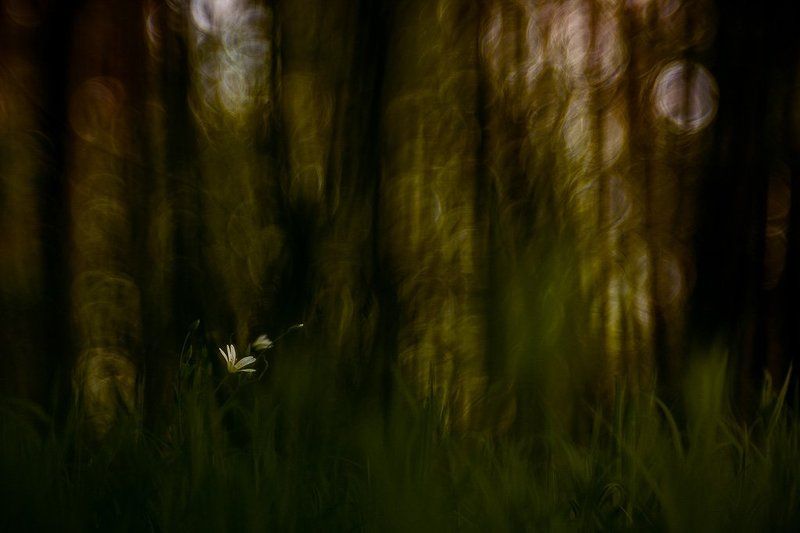 Макрокласс Немного крупным планом фото превью