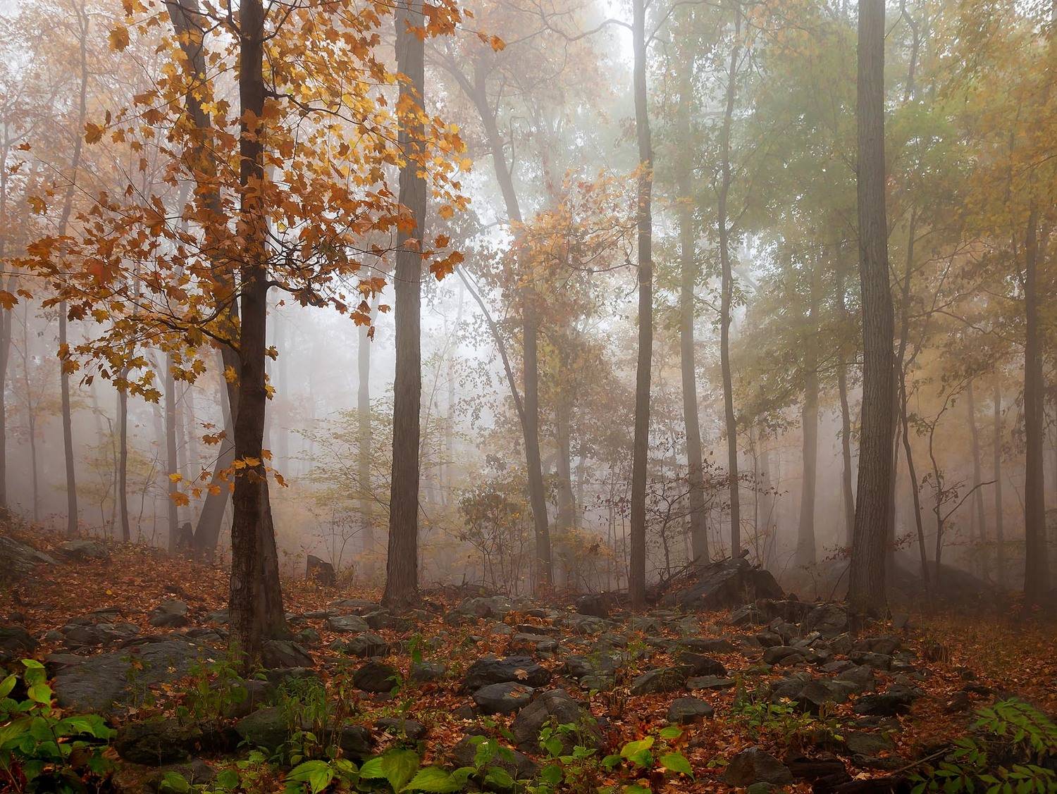 Лес, Осень, Пейзаж, Природа, Туман, Флора, Антонина