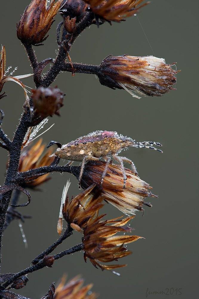 , Игорь ФУММ