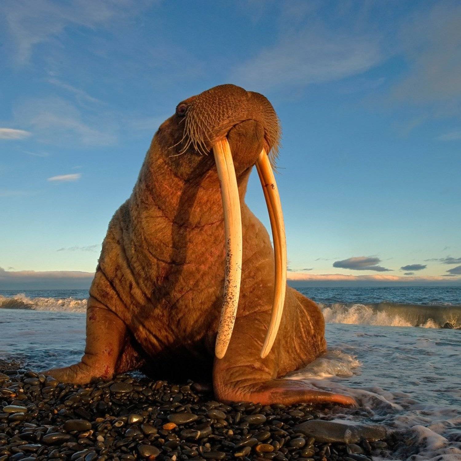 , Сергей Горшков