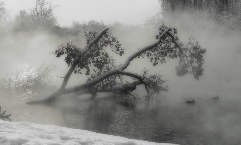 Про знакомую корягу фото превью