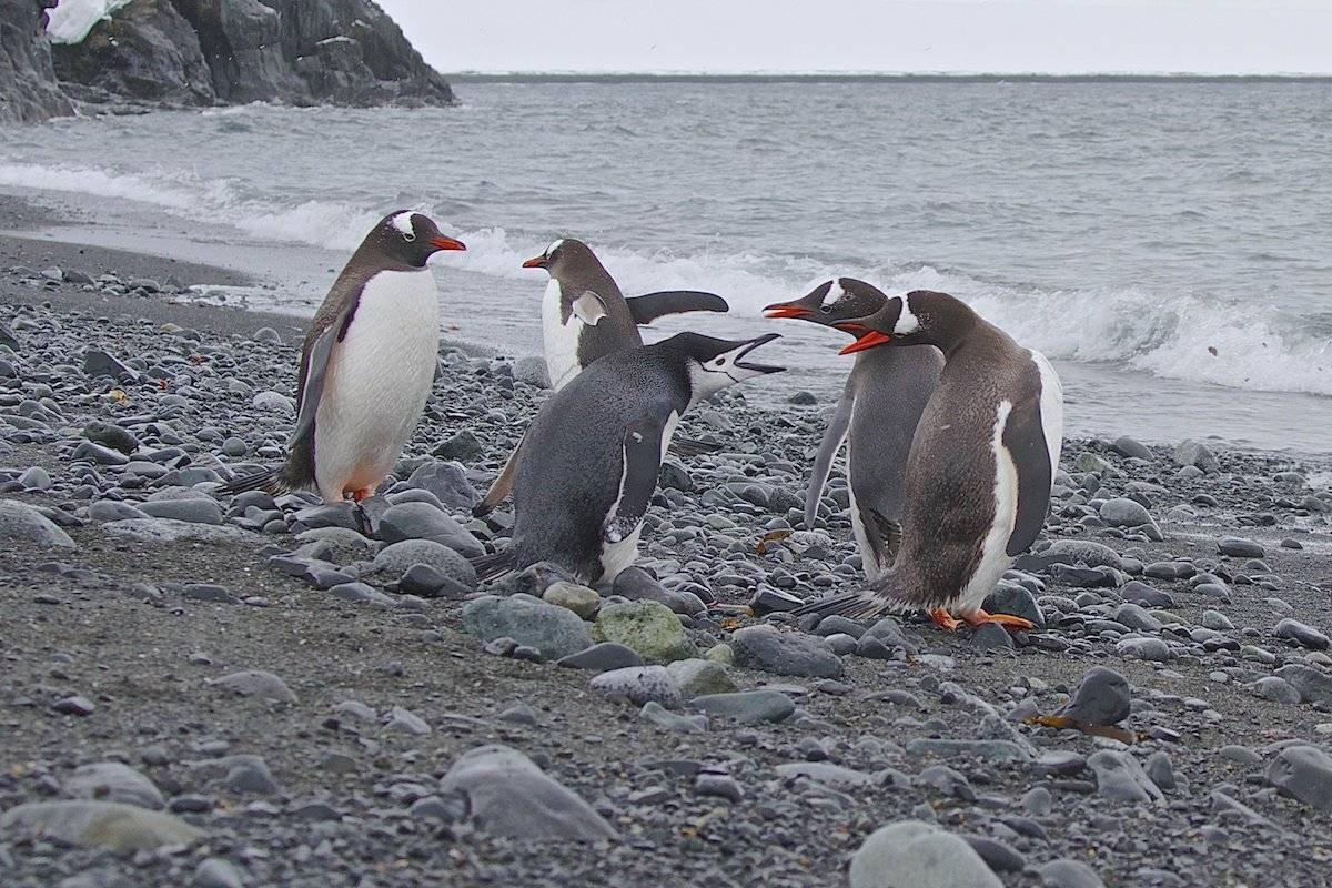 антарктика, дикие животные, пингвины  chinstrap, пингвины papua, природа, путешествие, Мазурин Евгений
