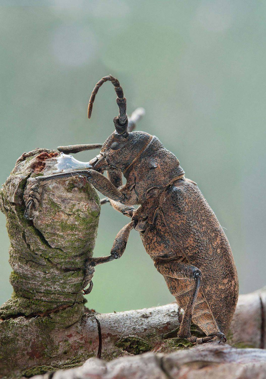 , Роман Рысь