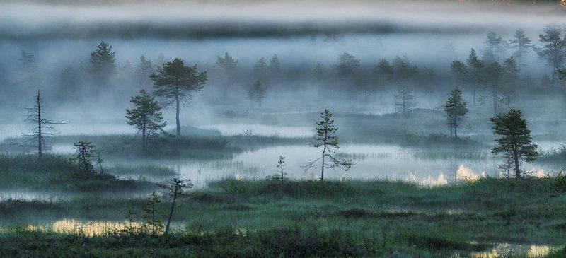 Болота, туман и белые ночи. фото превью