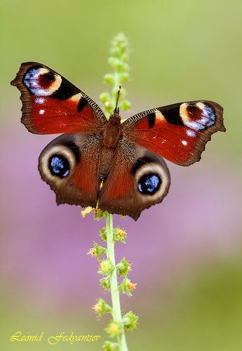 Тема павлиньего глаза