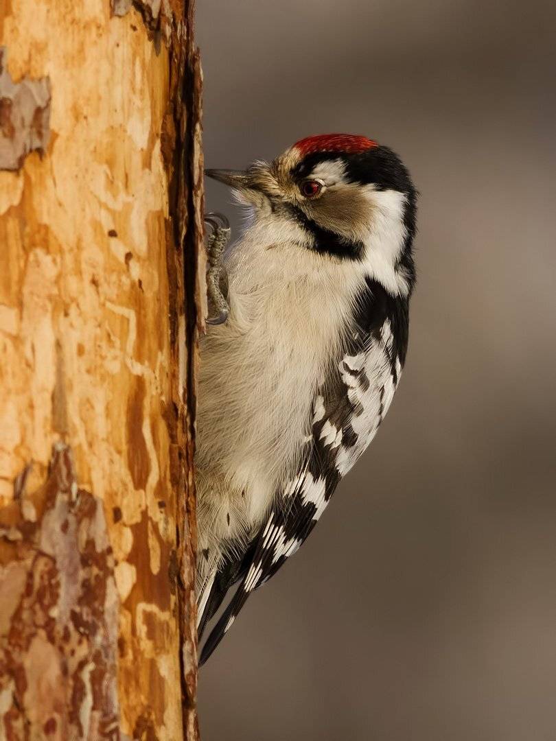 Малый дятел, Ляпустин Юра