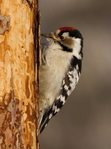 Lesser spotted woodpecker.