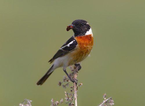 Внимательно