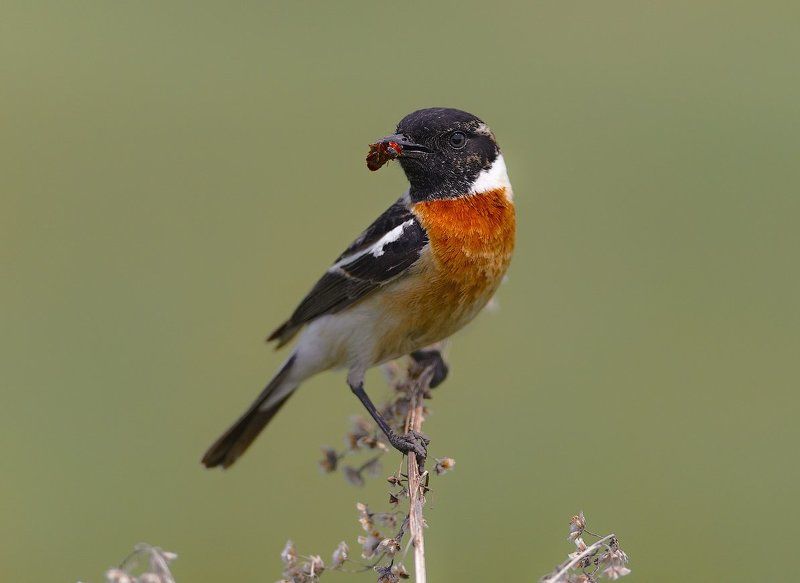 Saxicola torquata, Птицы, Чекан черноголовый Внимательно фото превью