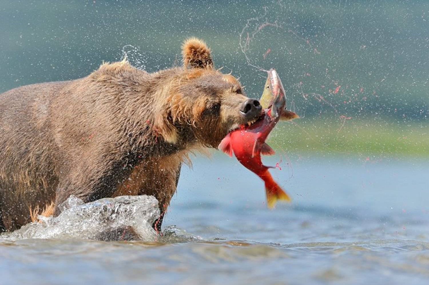 , Сергей Горшков