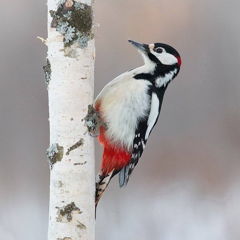 , Вилюнов Дмитрий