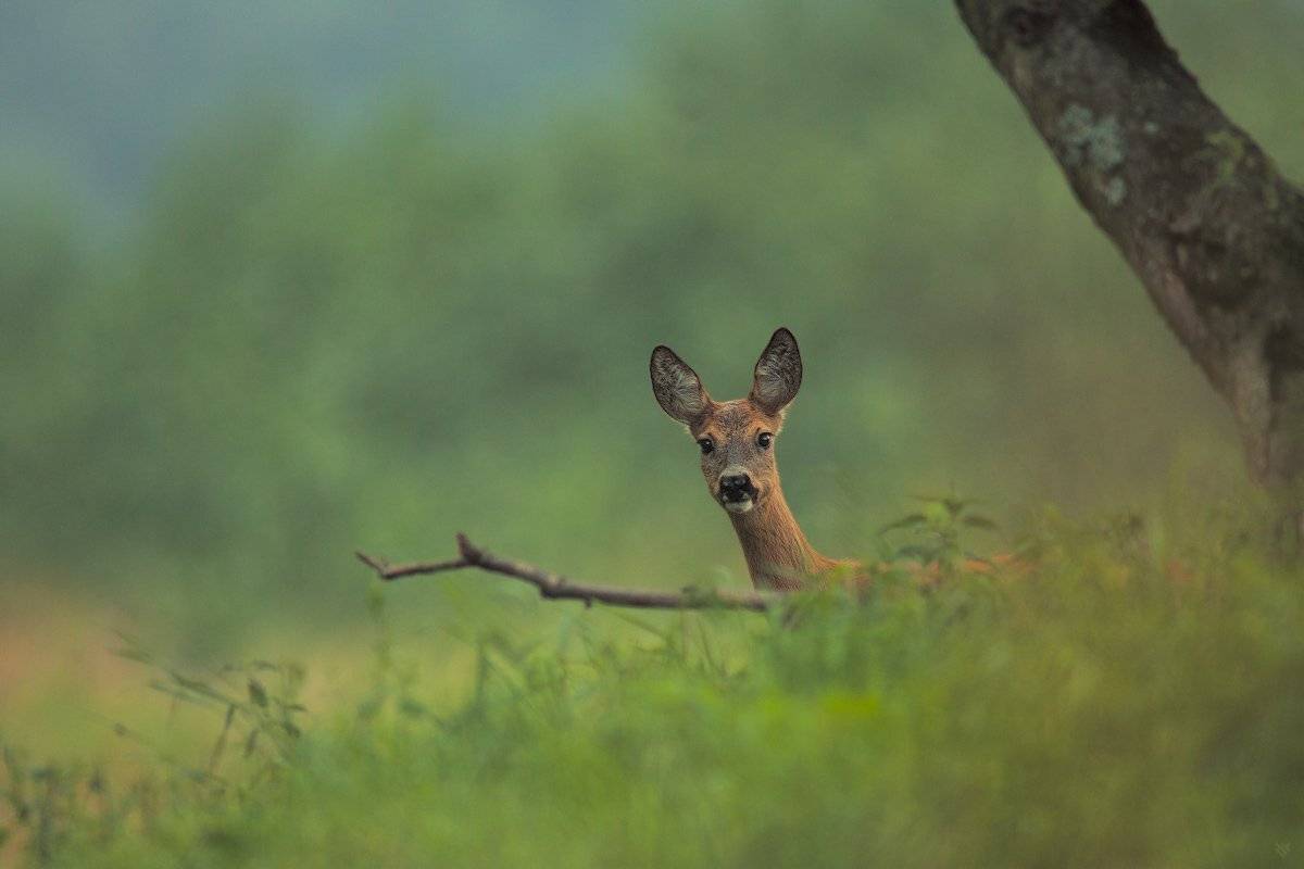 Animal, Glade, Roe-deer, Wojciech Grzanka