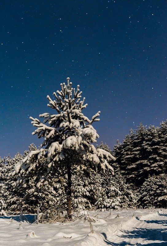 Сон в лунную ночь фото превью