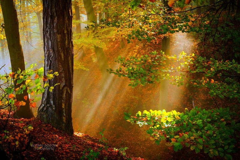 Corner of a meadow фото превью