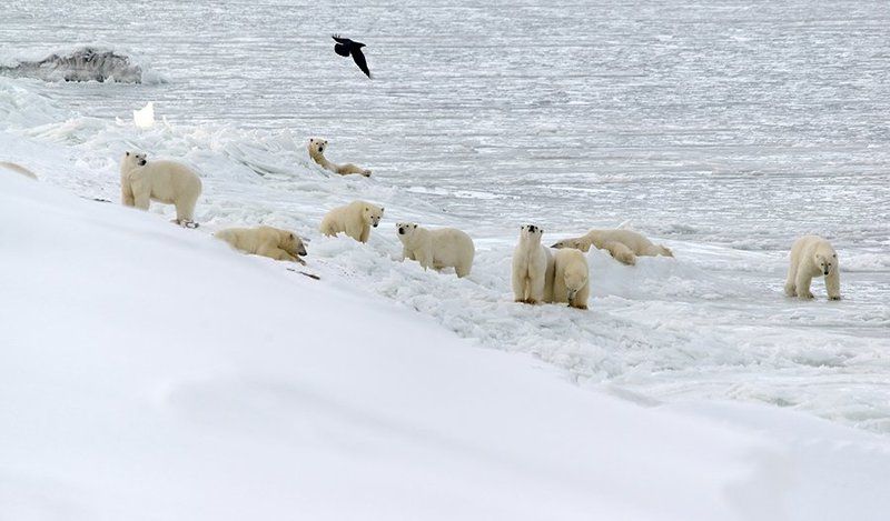 Медвежья тусовка... фото превью