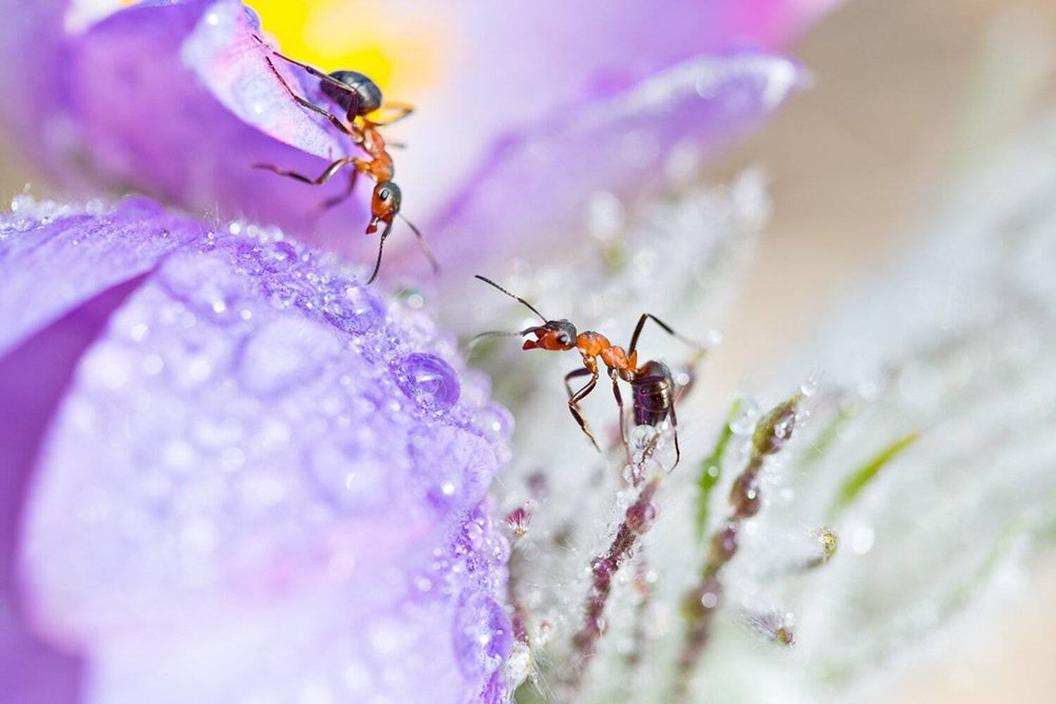 , Юрий Сорокин