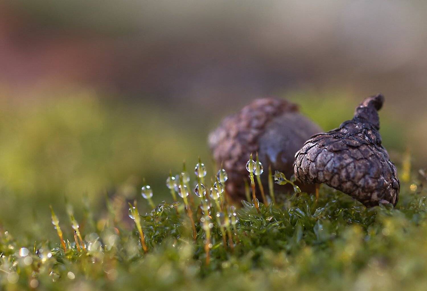 Макро, Природа, Антонина