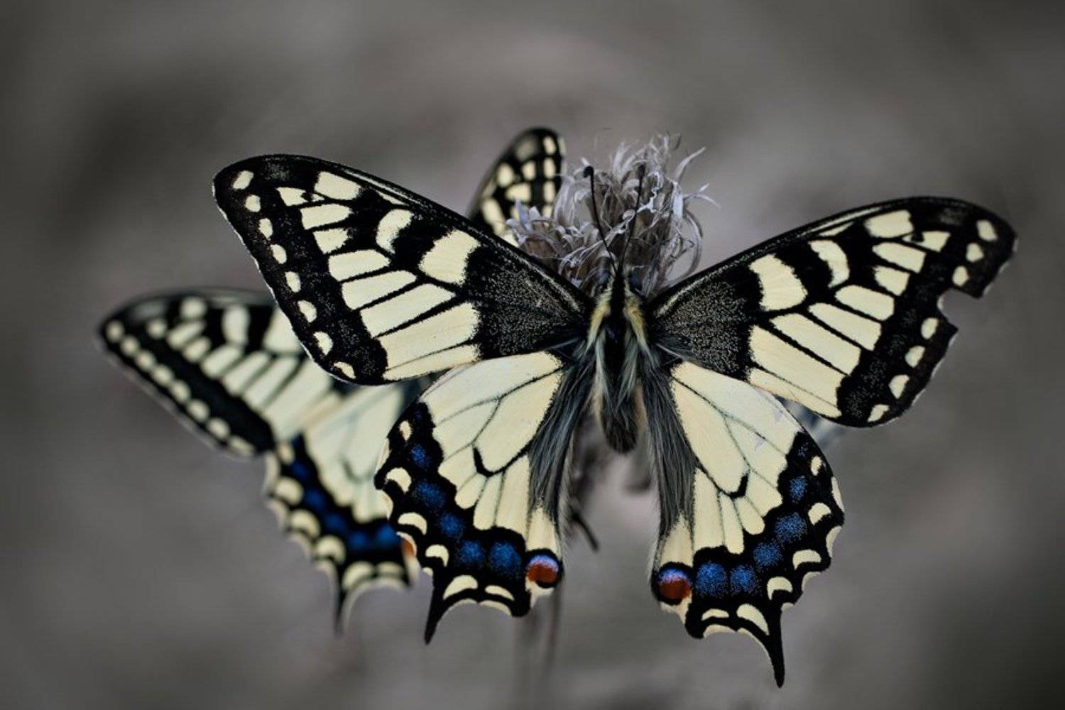 , zsolt andras szabo